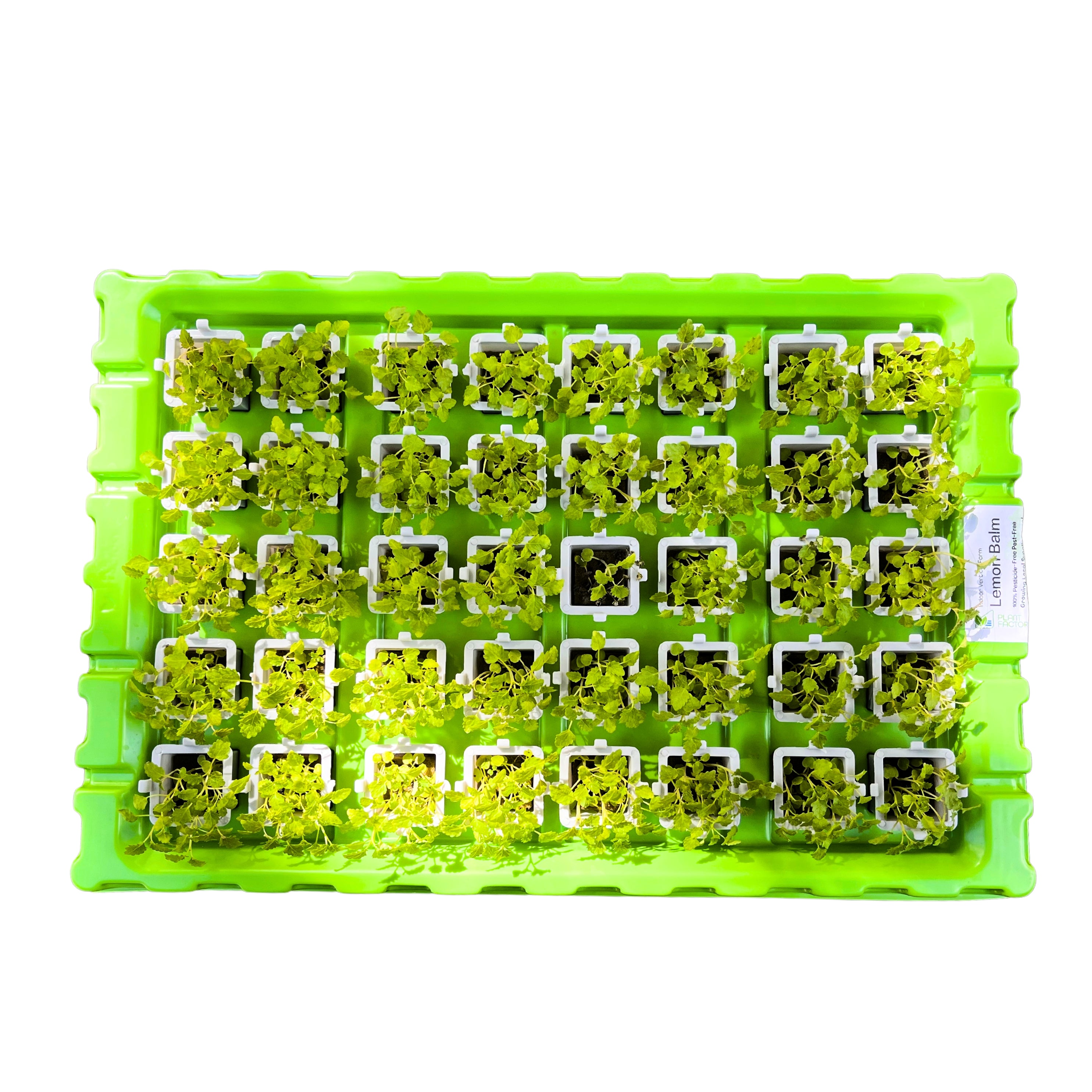 Seedling kit