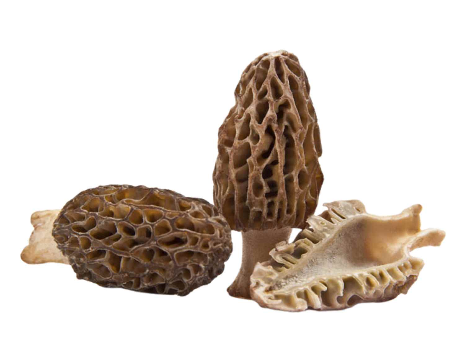 Morel