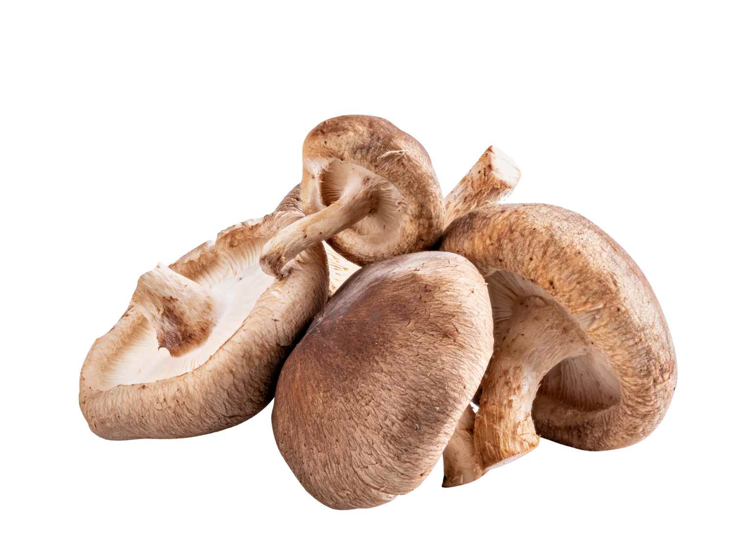 Shiitake