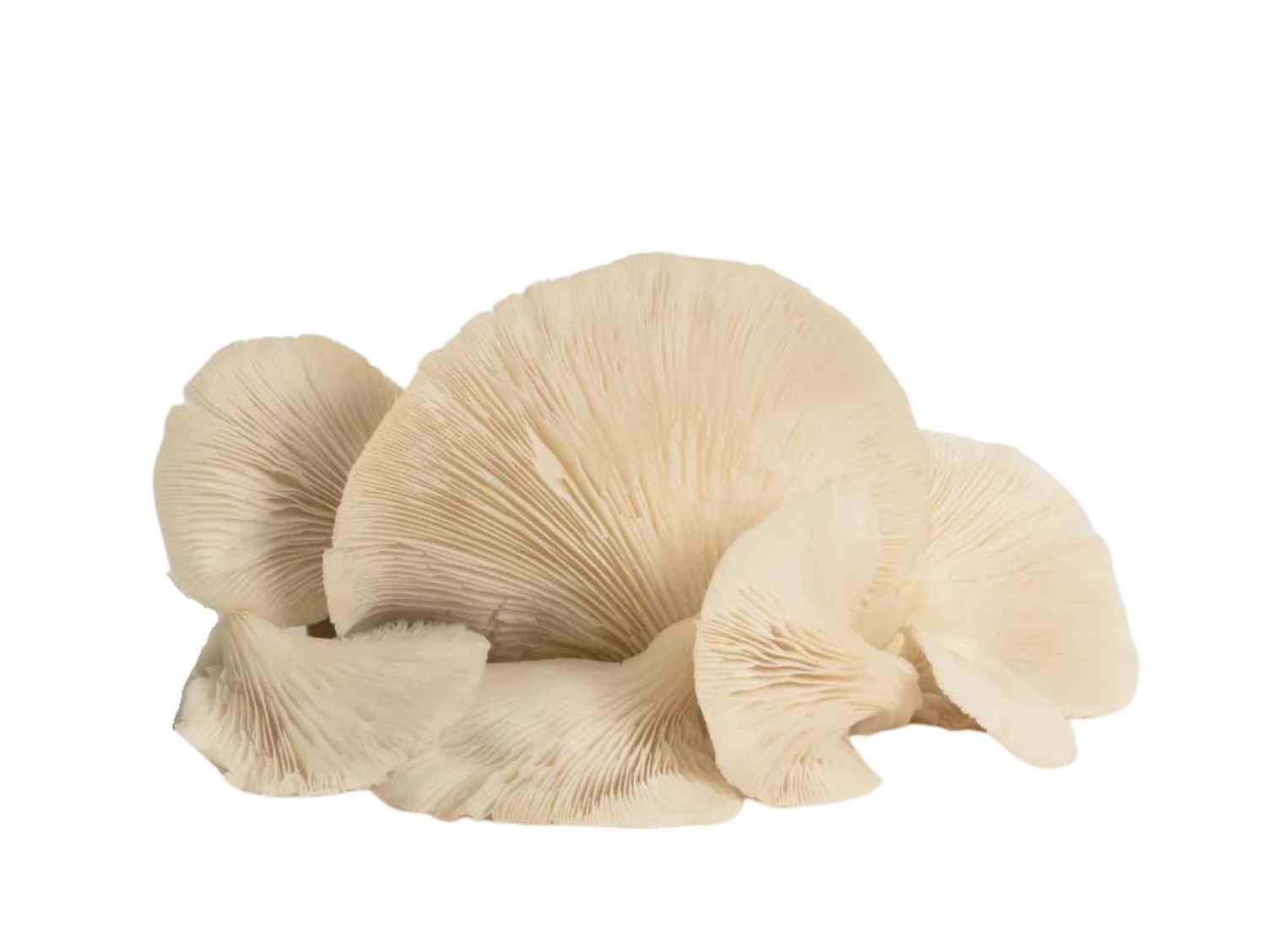 White Oyster