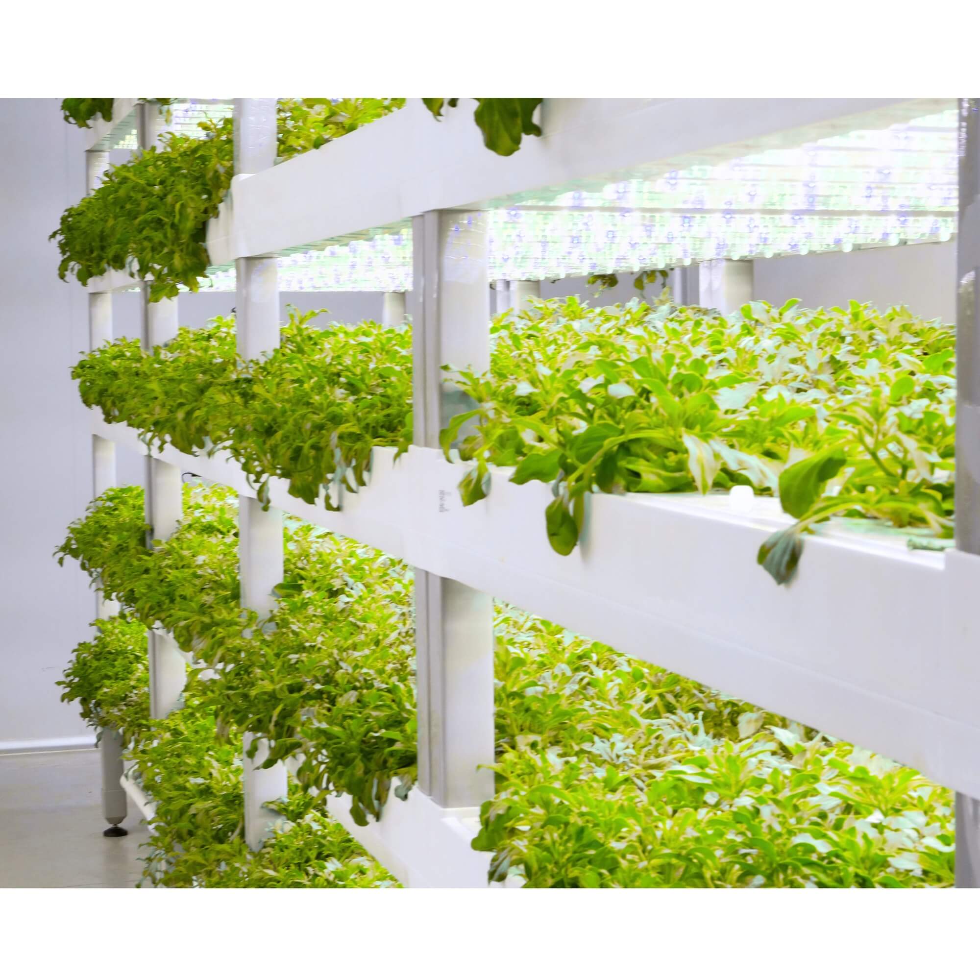 Indoor Hydroponic Garden Growing System - LumiArk Pro