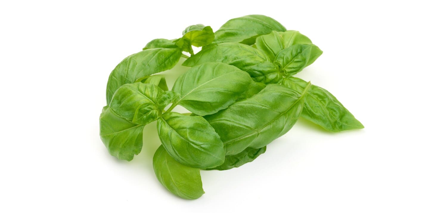 Sweet Basil