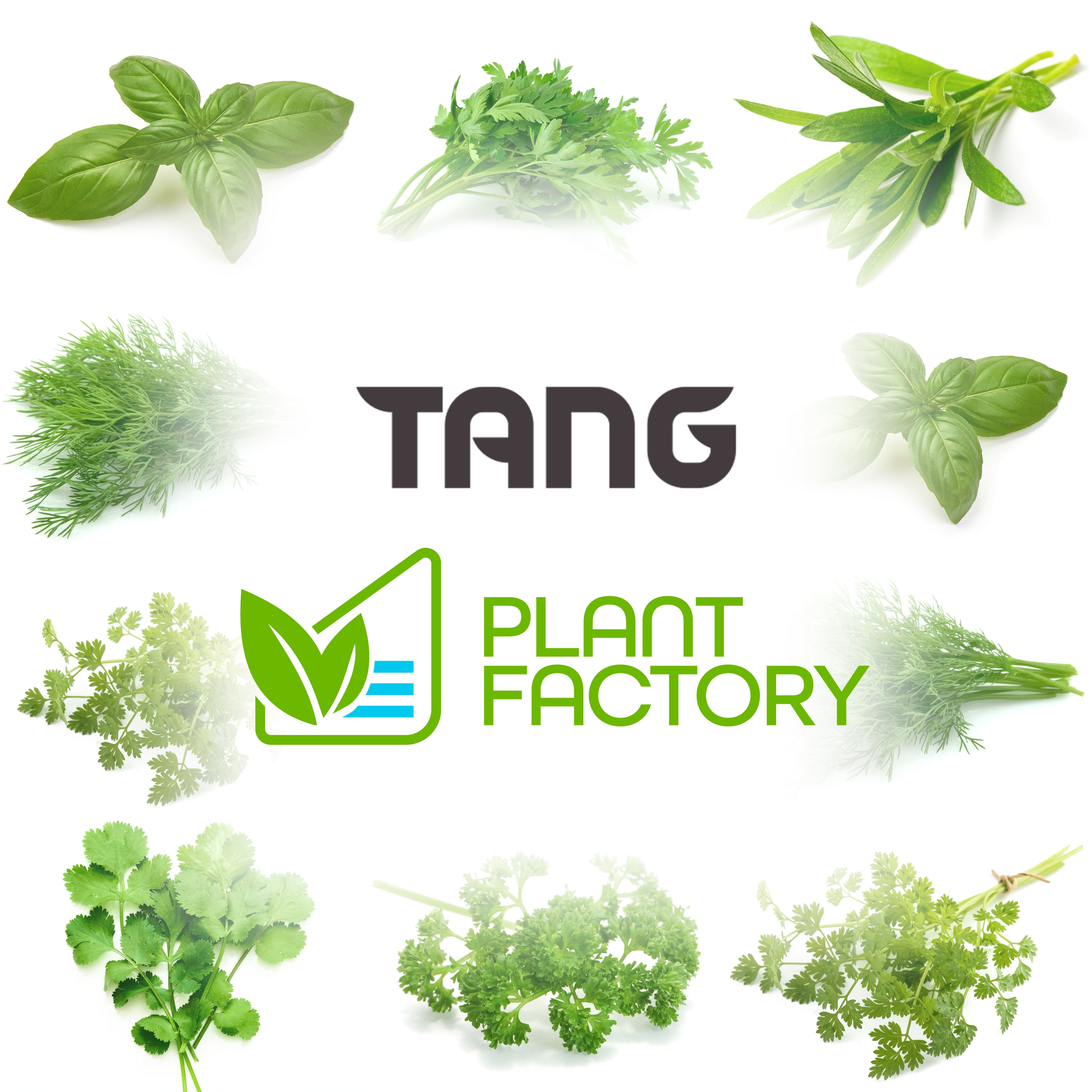 Plant Factory Announces Partnership with Tang Food Emporium in Balwyn for Local Herb and Asian Greens Supply!