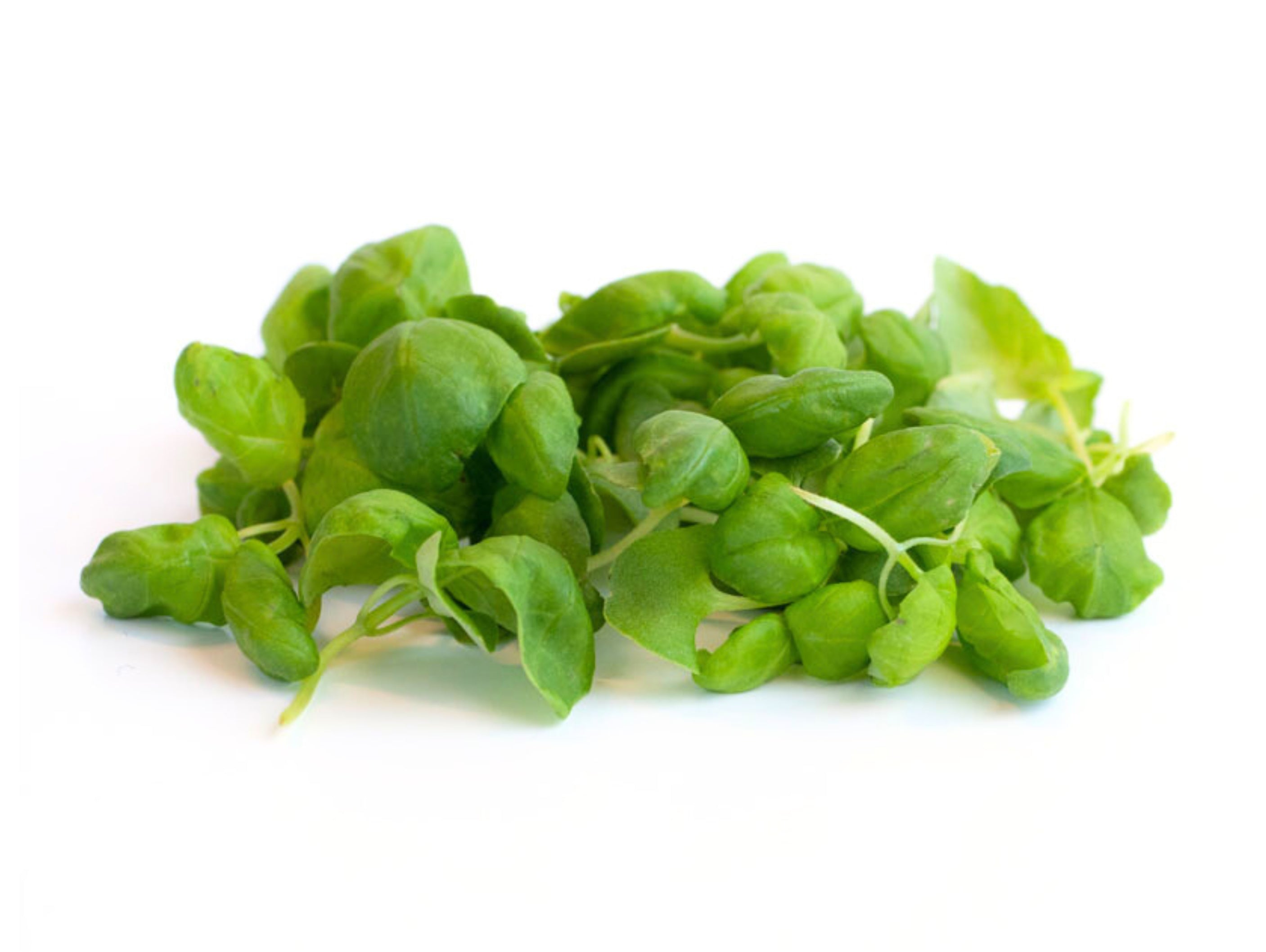 Basil Microgreen(Subscription Only)