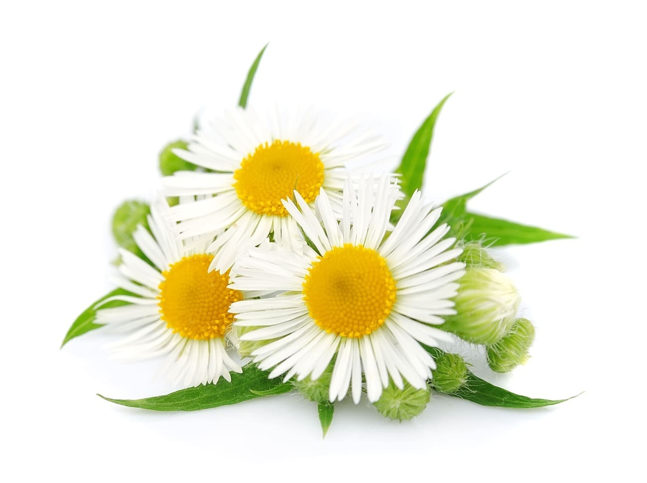 Chamomile(32x - Subscription Only)