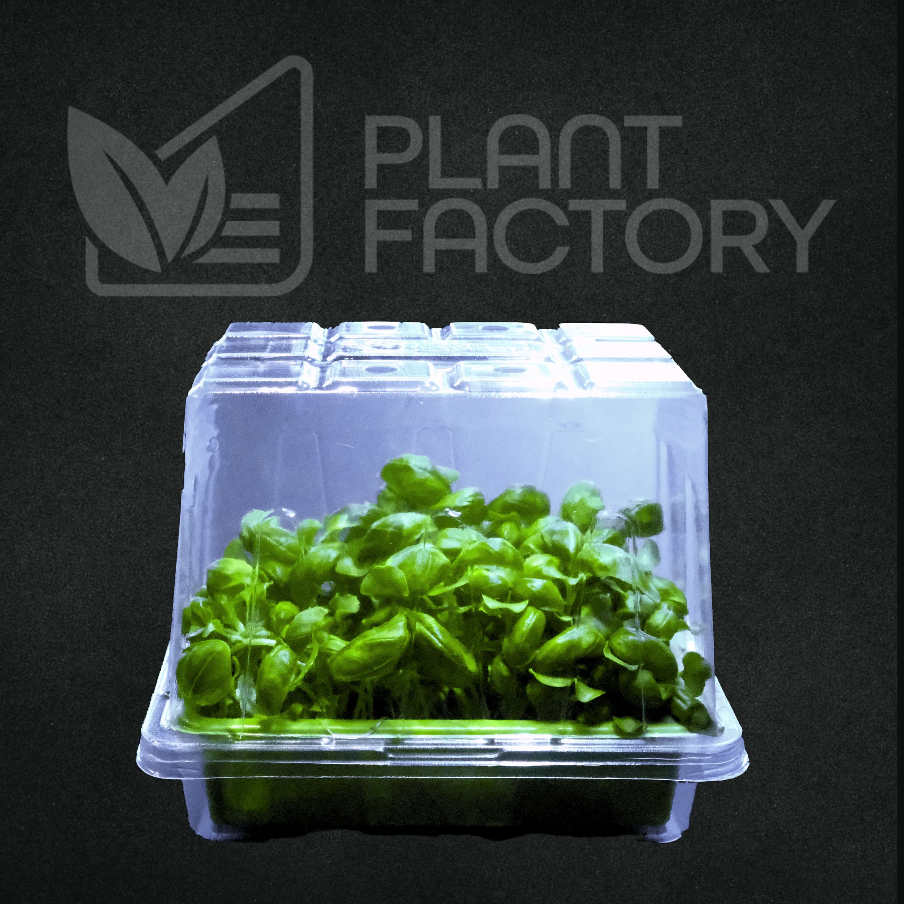 Basil Microgreen(Subscription Only)