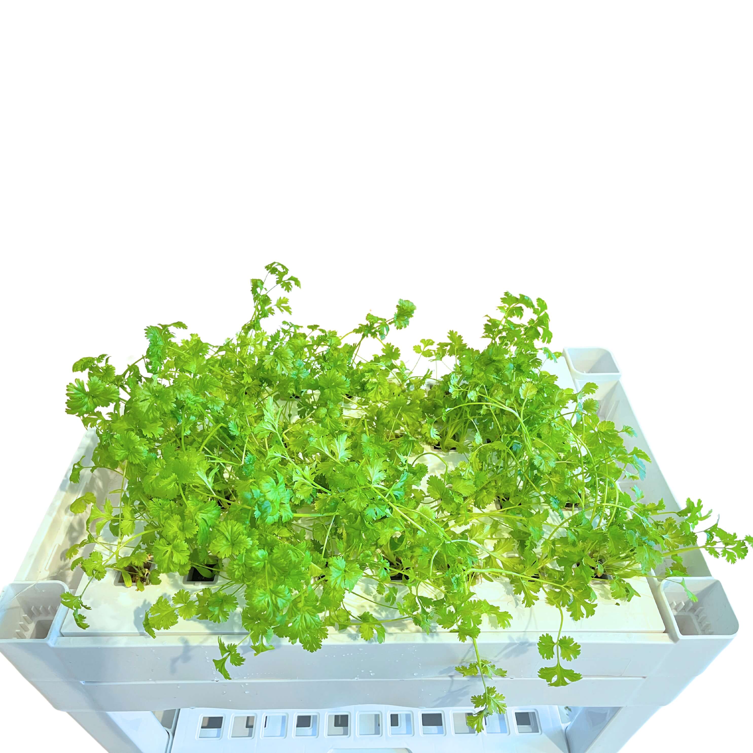 Coriander(32x - Subscription Only)