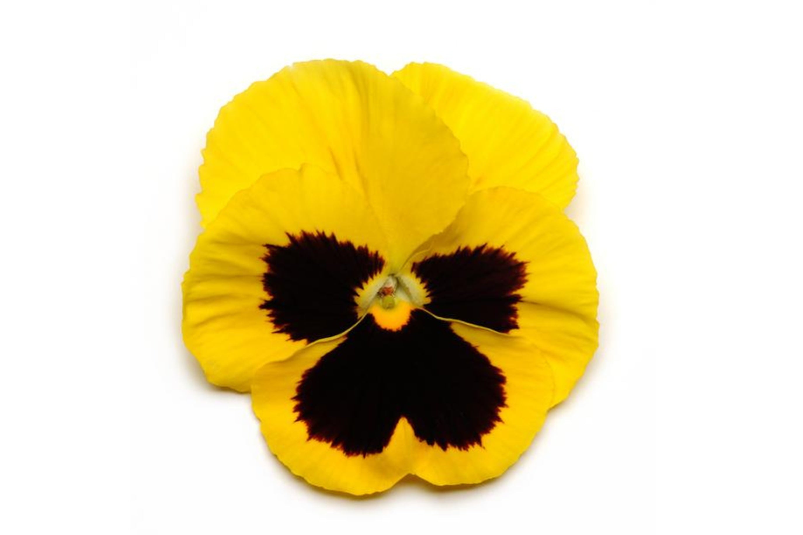 Pansy Flower(32x - Subscription Only)