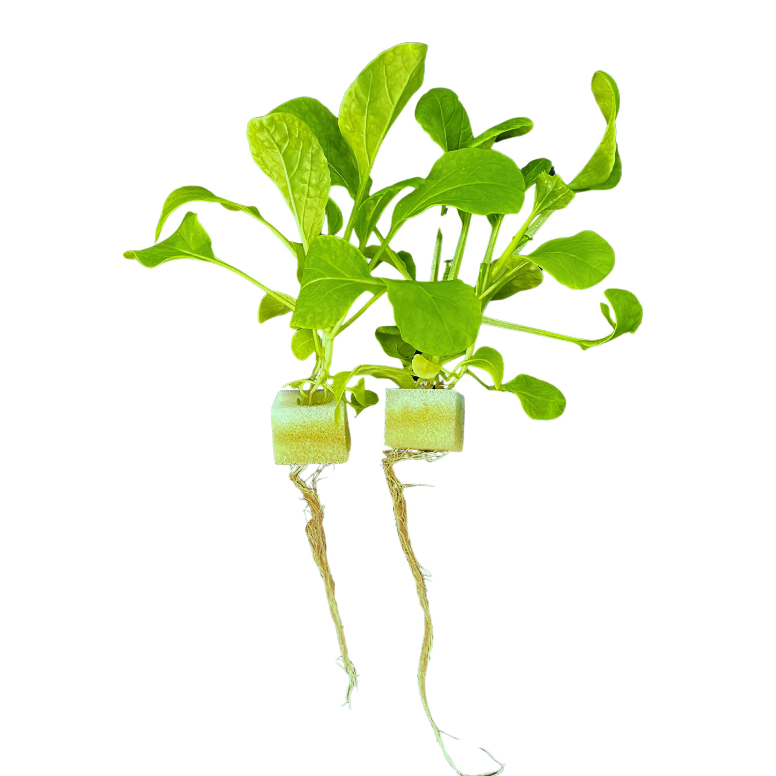 Shanghai Baby Bok Choy(Subscription Only)
