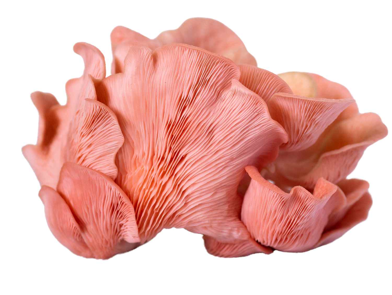 Pink Oyster