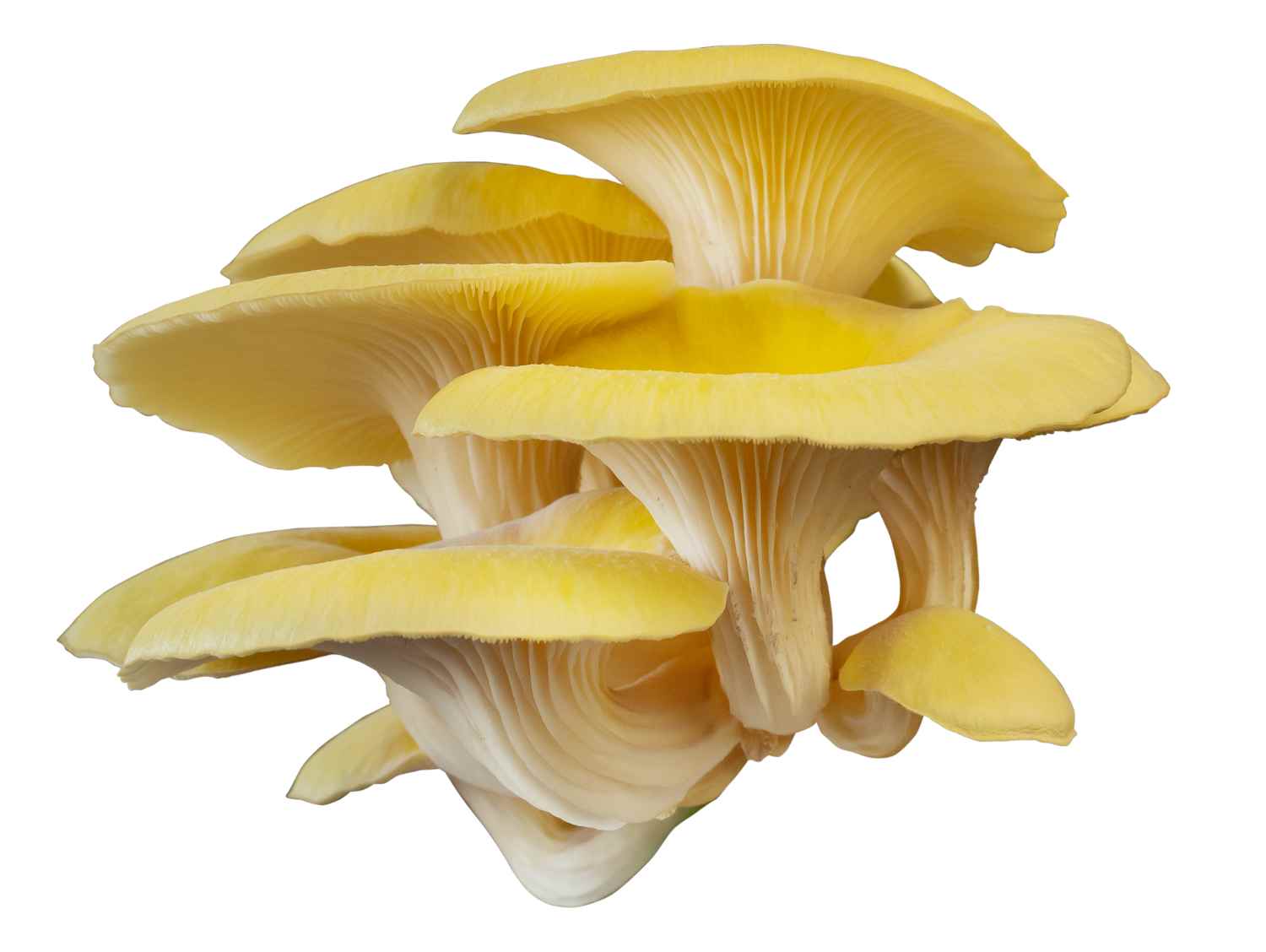 Yellow Oyster