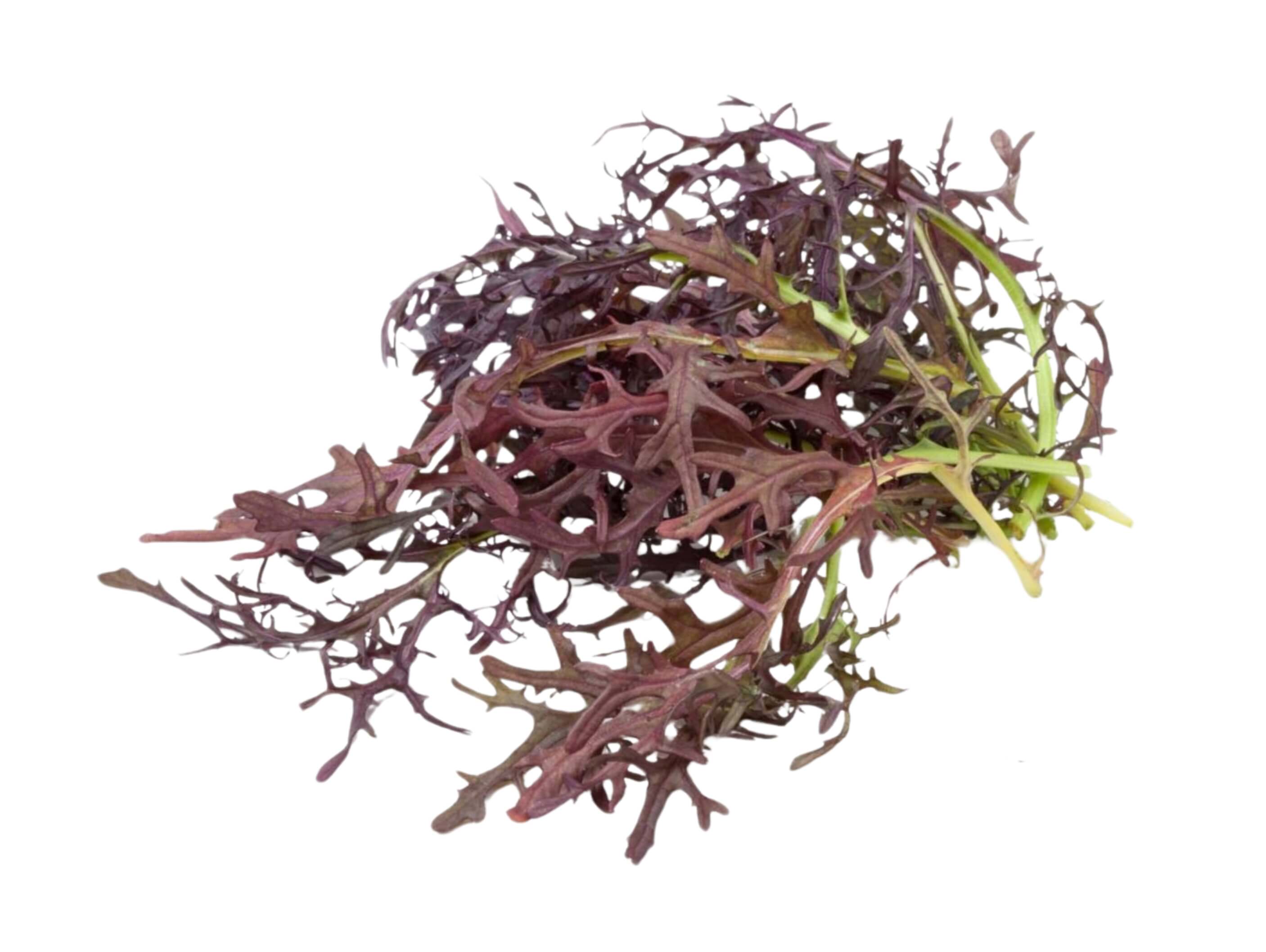Red Mustard Microgreen(Subscription Only)