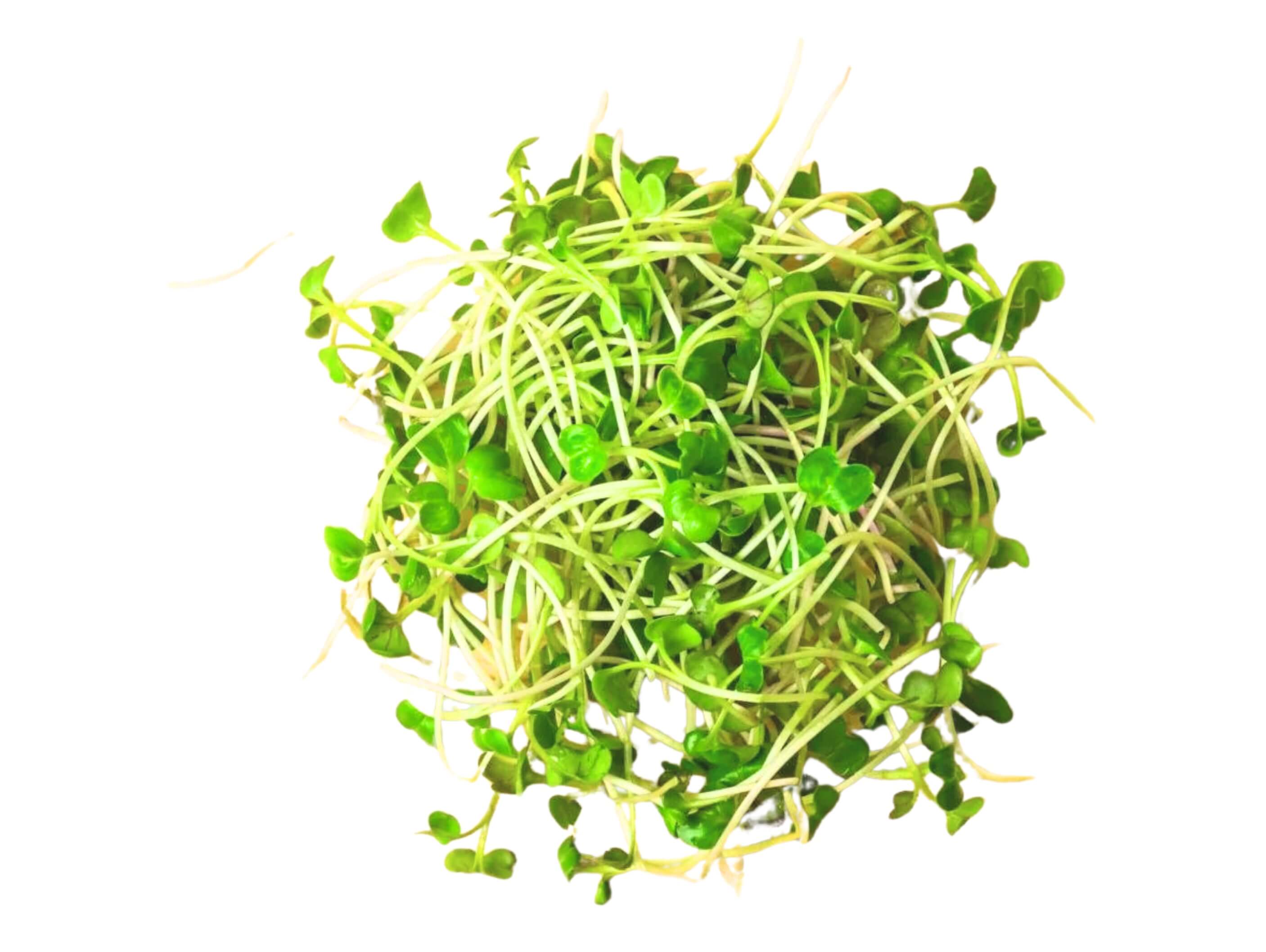 Sprouts Microgreen