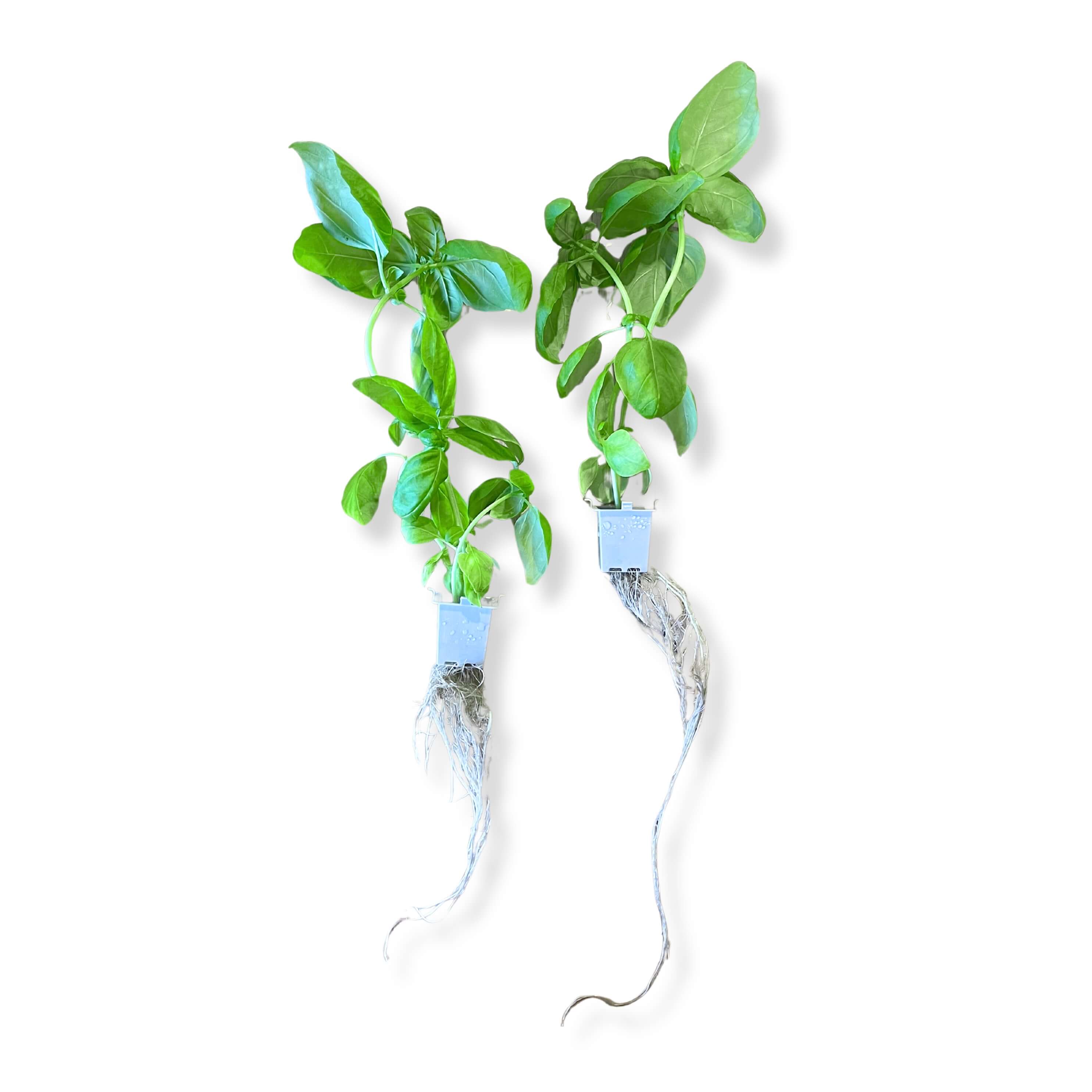Basil-Genovese(32x - Subscription Only)