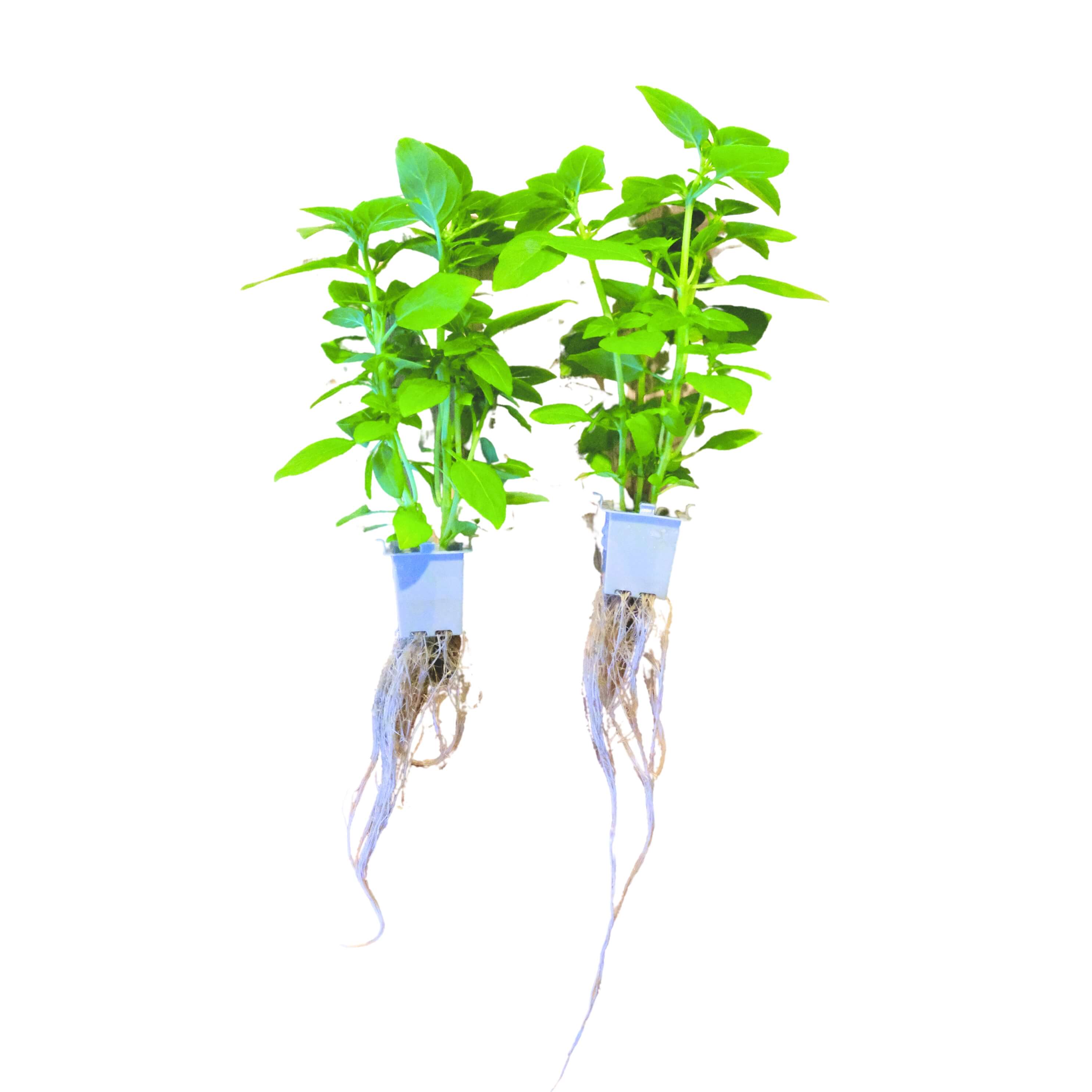 Greek Basil(32x - Subscription Only)
