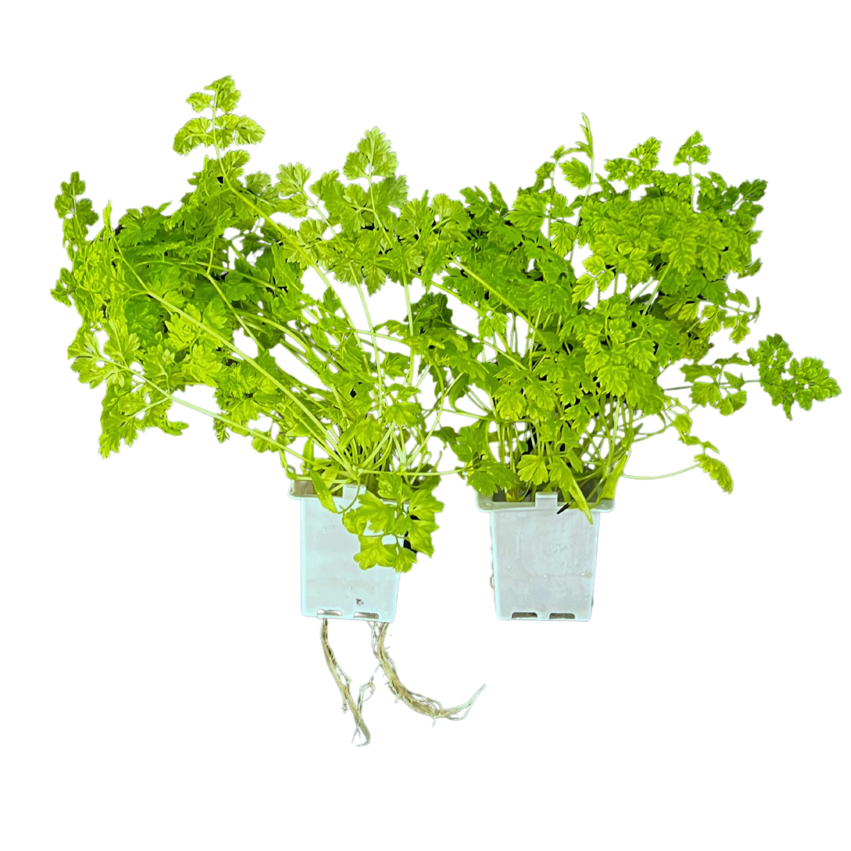 Chervil(32x - Subscription Only)