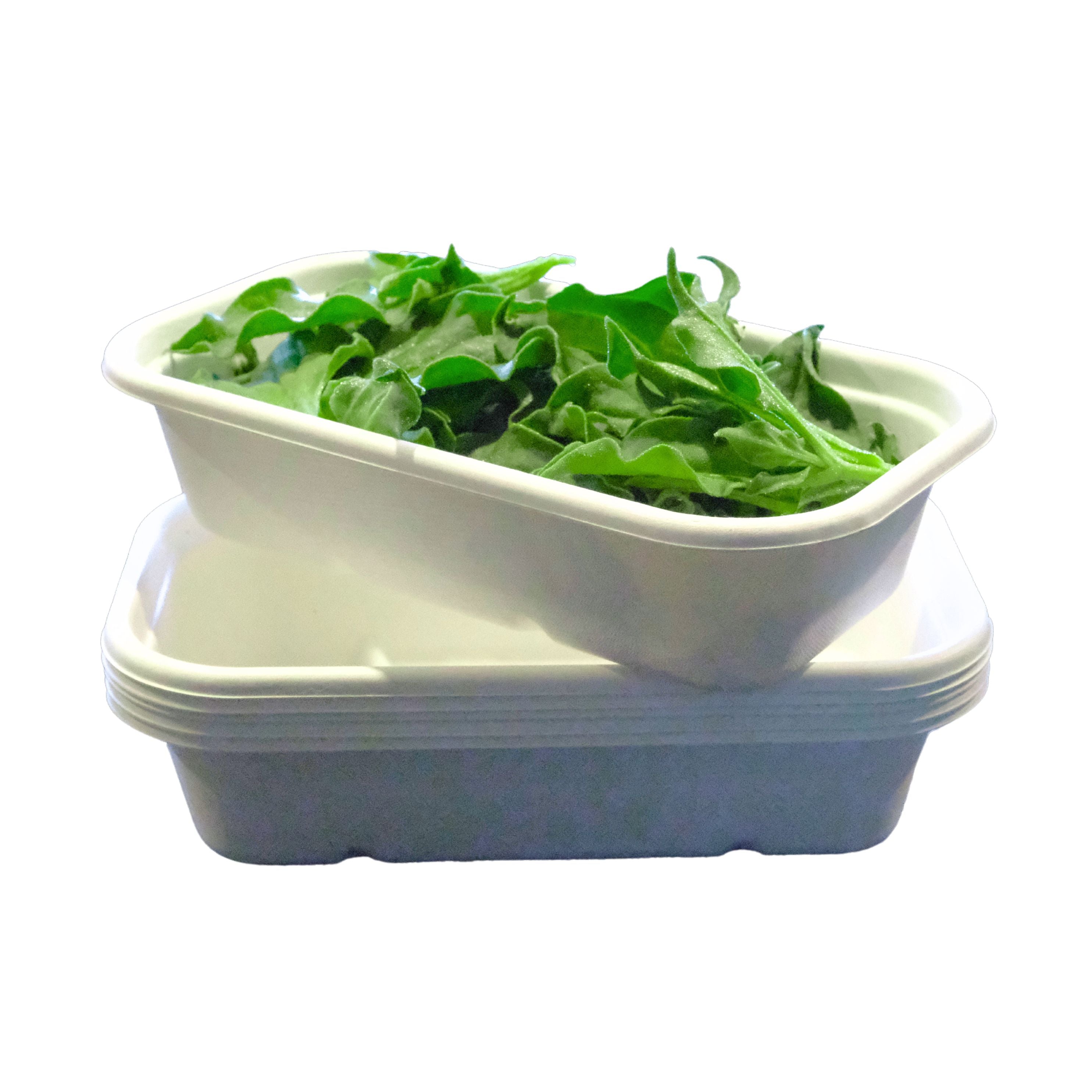 Ice Plant(100g - Subscription Only)