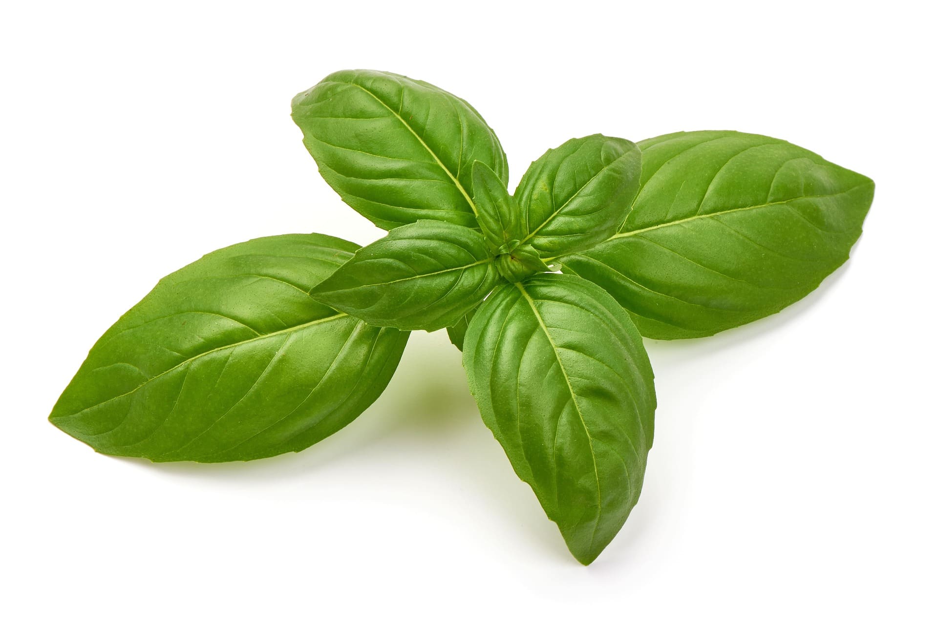 Basil-Genovese(32x - Subscription Only)