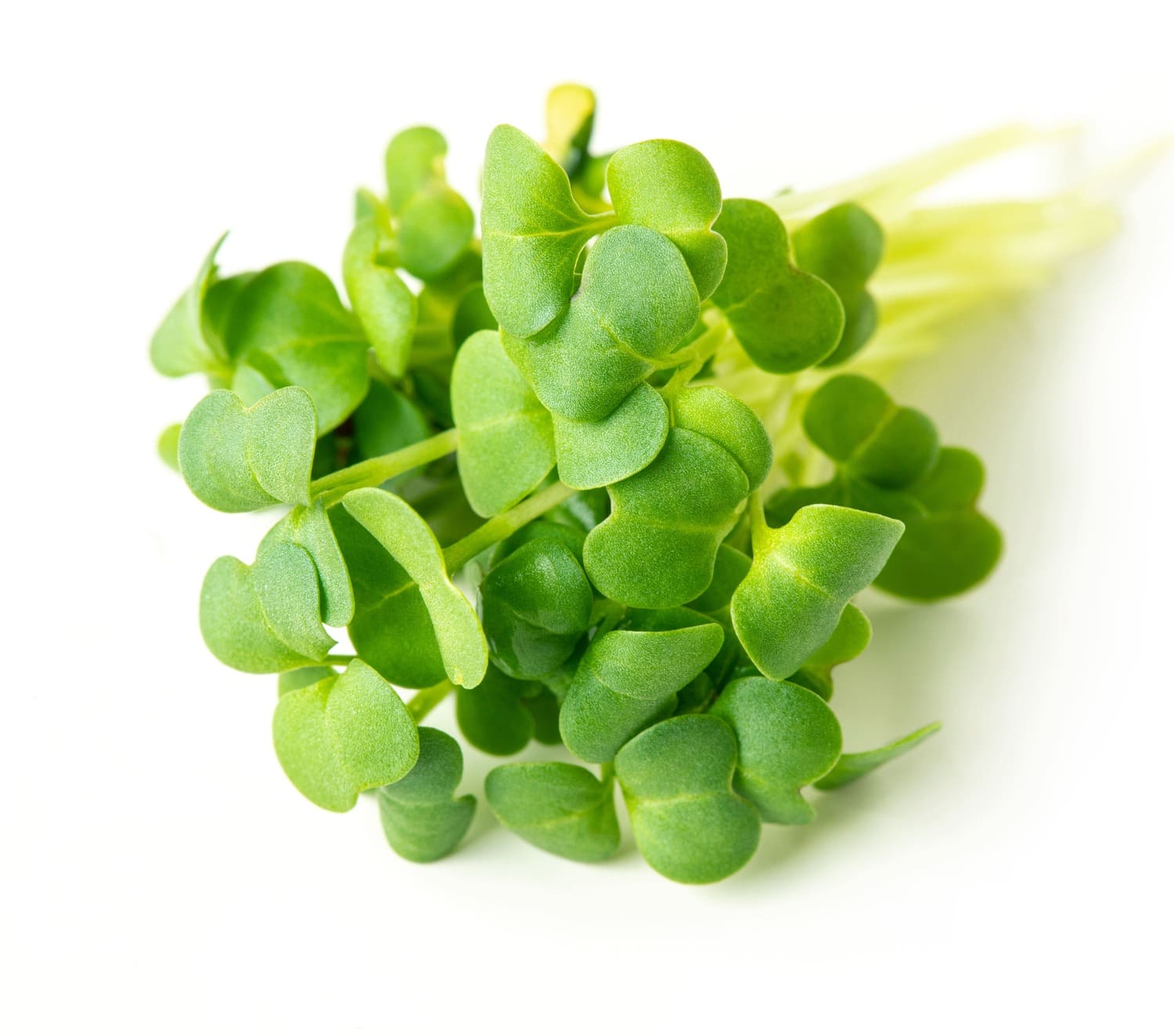 broccoli microgreen