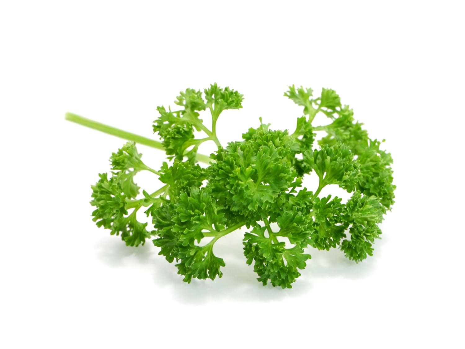 Moss Curled Parsley(32x - Subscription Only)