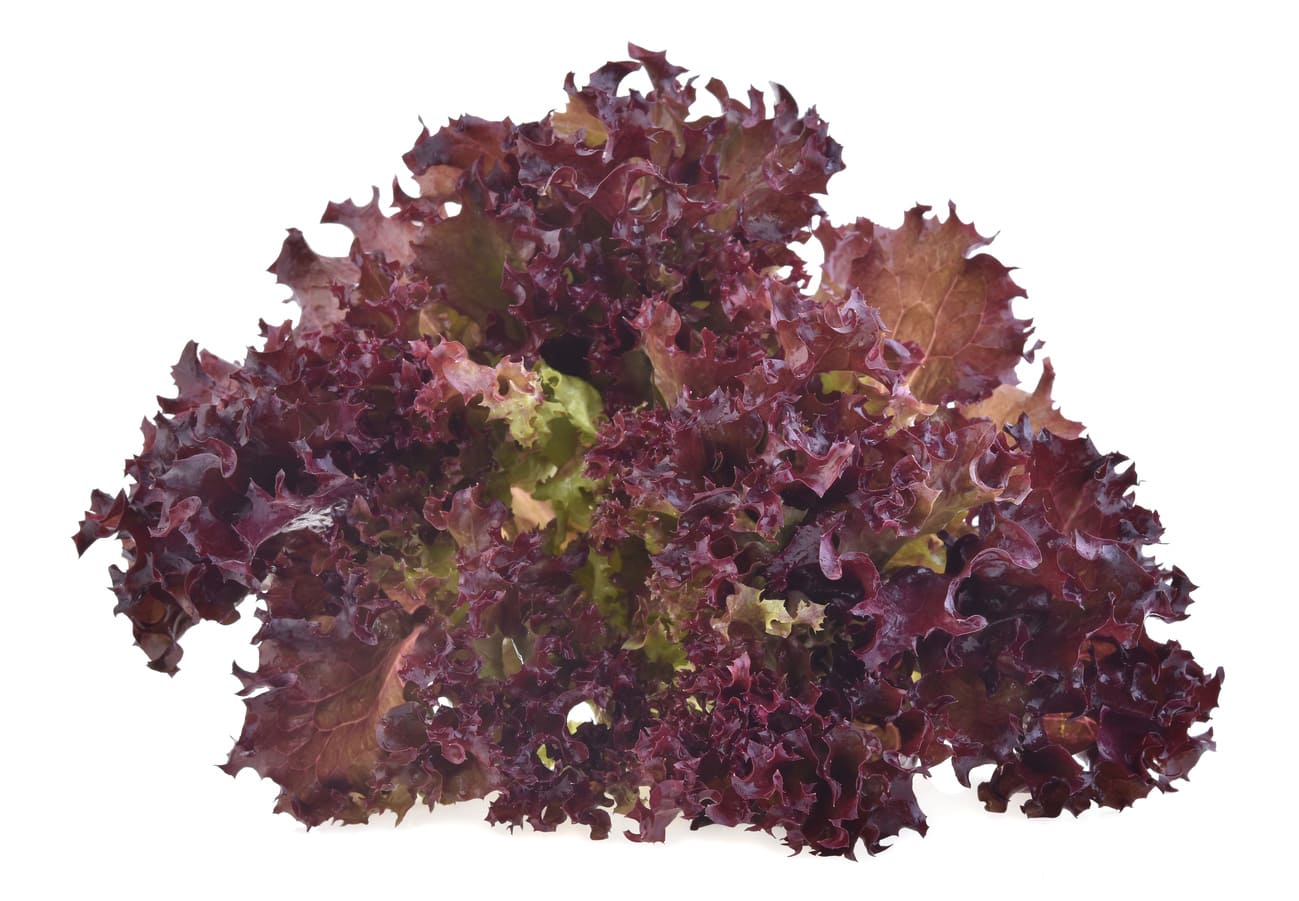 red oak leaf lettuce