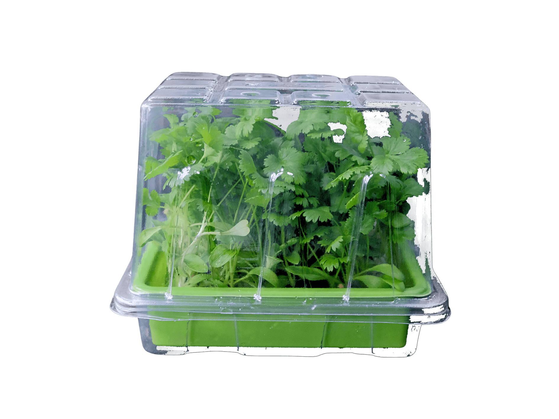 Sprouts Microgreen
